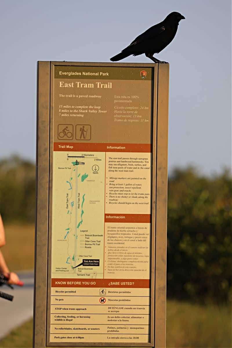 East Rim Trail Shark Valley Everglades National Park