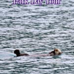 Glacier Bay National Park Day Tour
