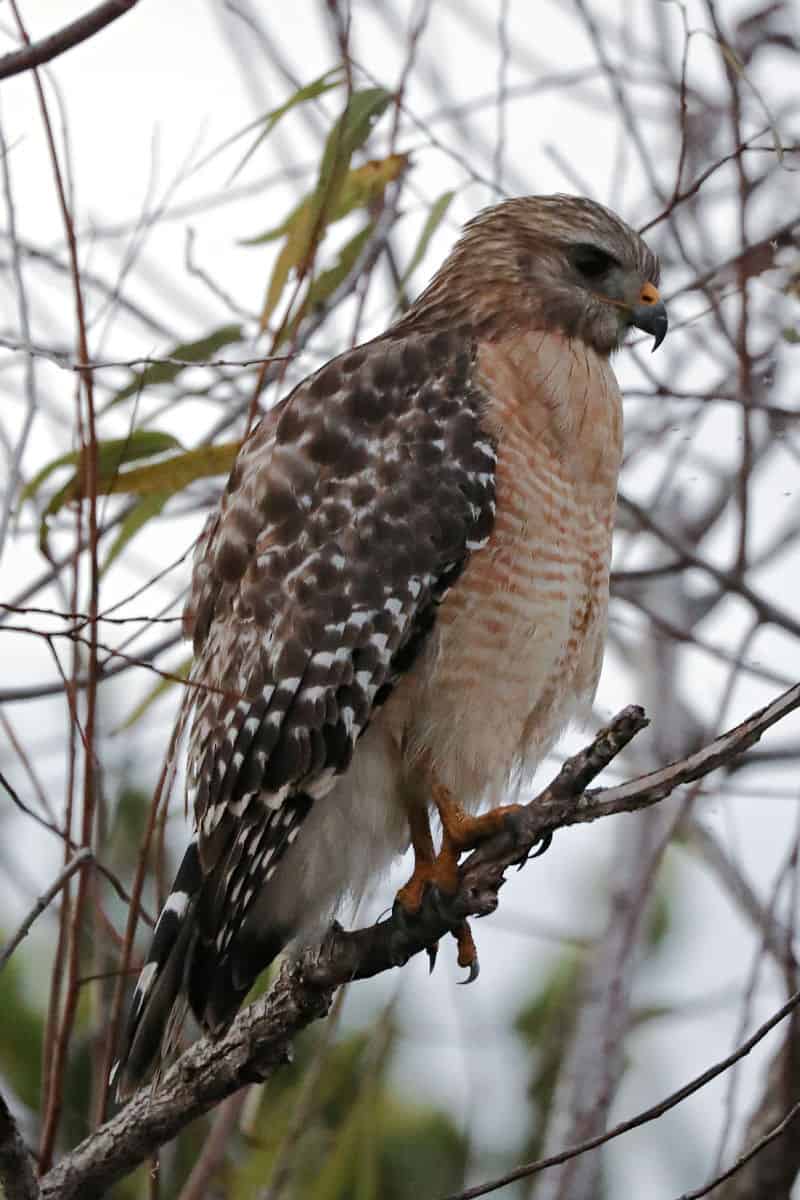 Hawk in Shark Valley, Everglades National Park