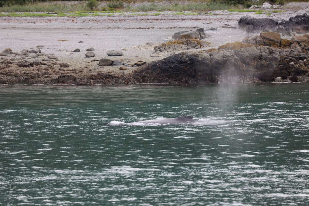 Humpback Whales in Glacier Bay National Park