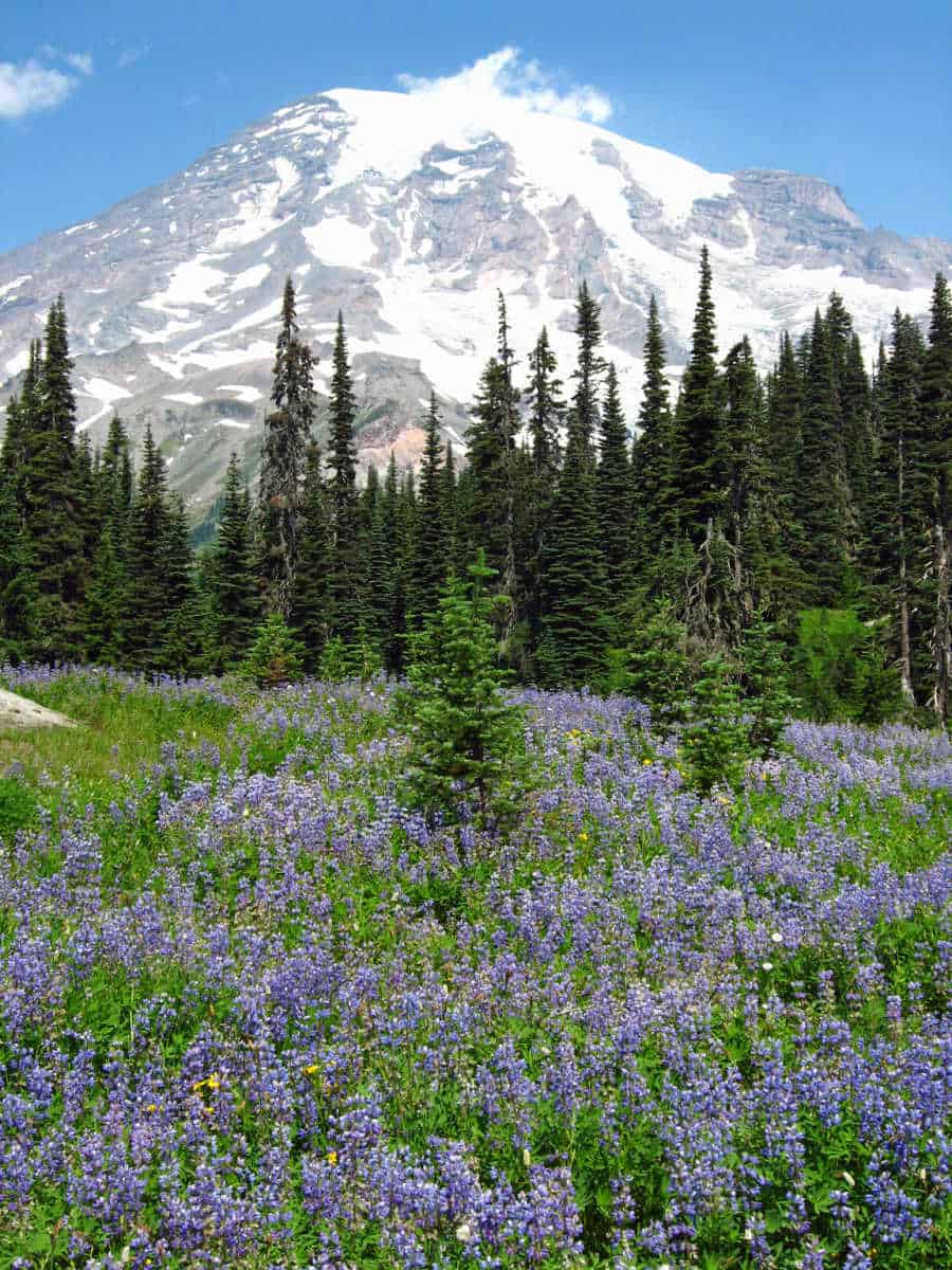 Wildflowers blooming at Mount Rainier National Park