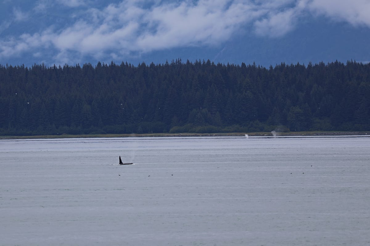 Orca and Humpback Whales in Glacier Bay National Park