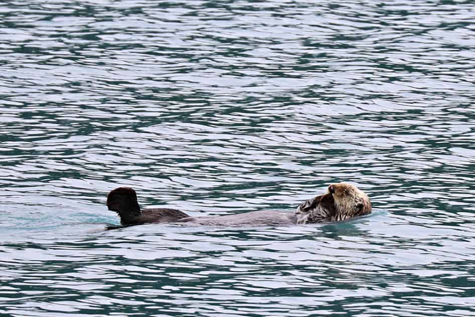 Sea Otter in Glacier Bay National Park