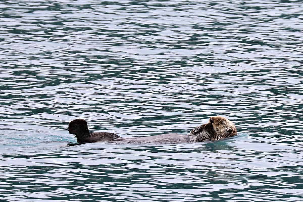 Sea Otter relaxing in Glacier Bay National Park