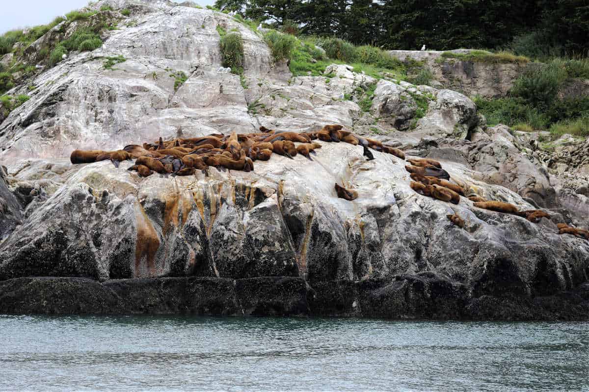 Stellar Sea Lions at Glacier Bay National Park