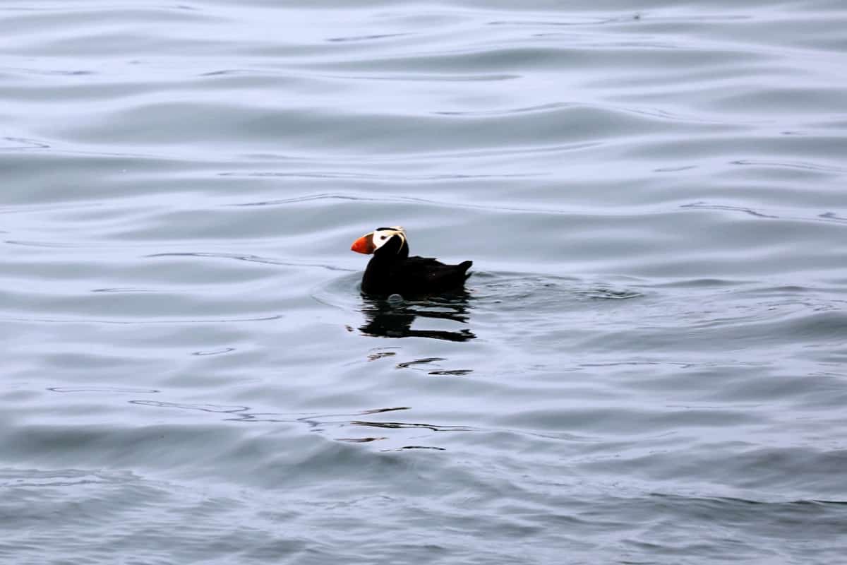 Tufted Puffin in Glacier Bay National Park