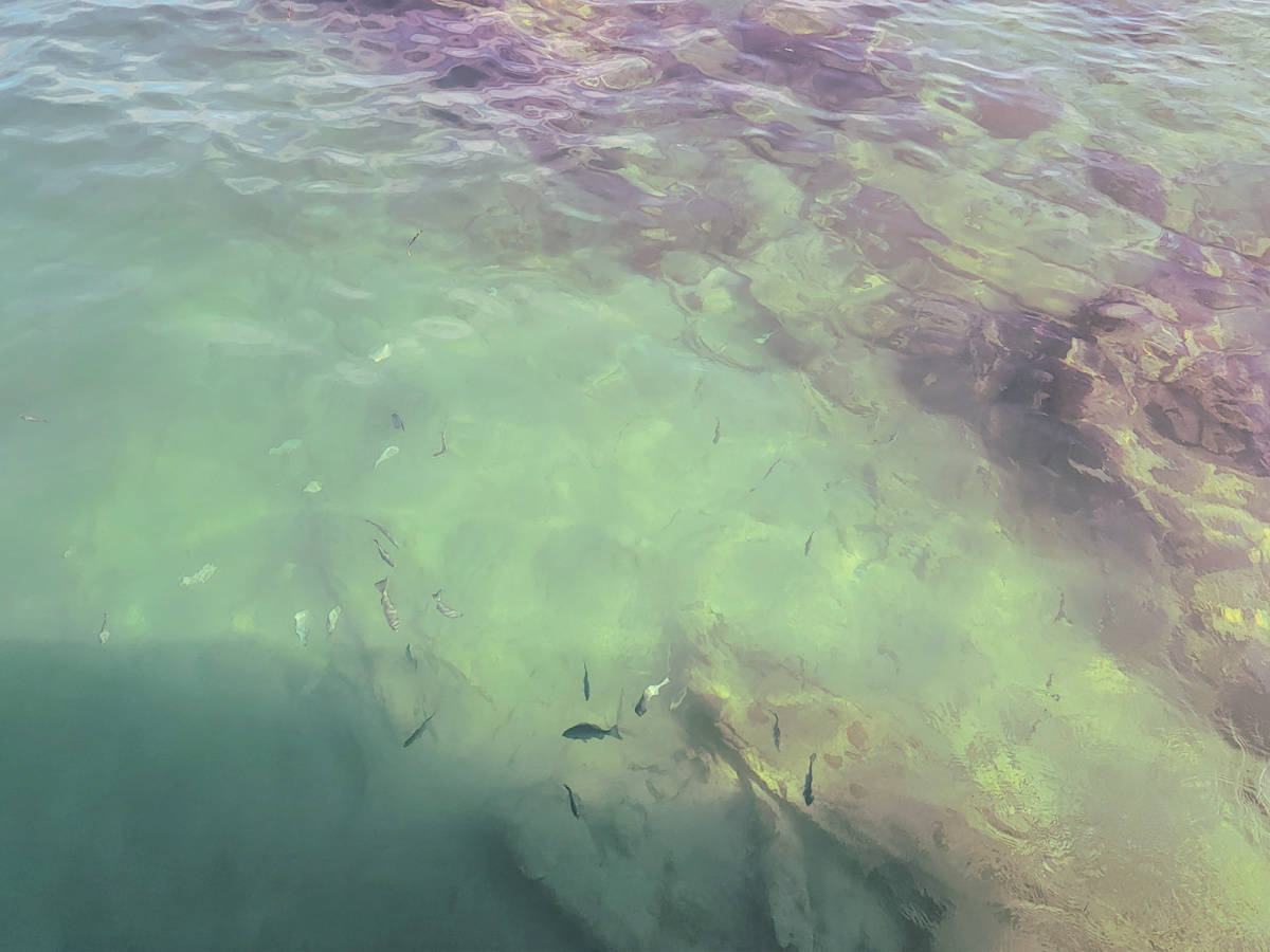 fish in Biscayne Bat at Stiltsville