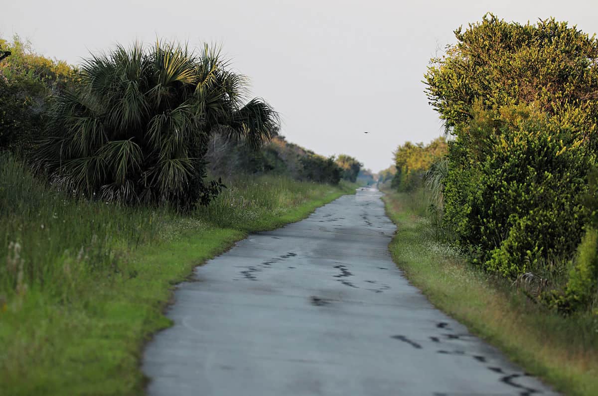 East Rim Trail in Shark Valley Everglades National Park