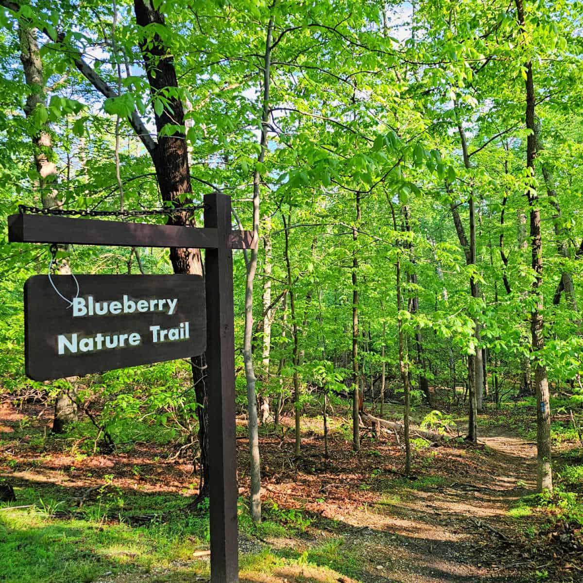 Blueberry Nature Trail at Greenbelt Park Maryland