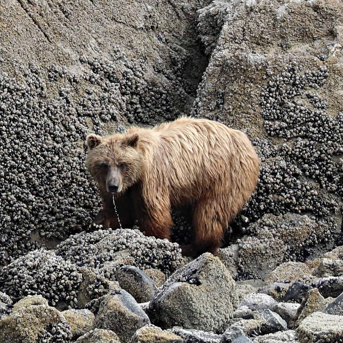 Brown Bear at Glacier Bay National Park Alaska