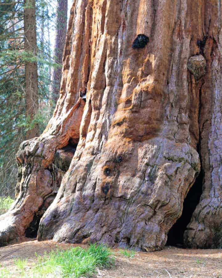 Sequoia Tree at Kings Canyon National Park