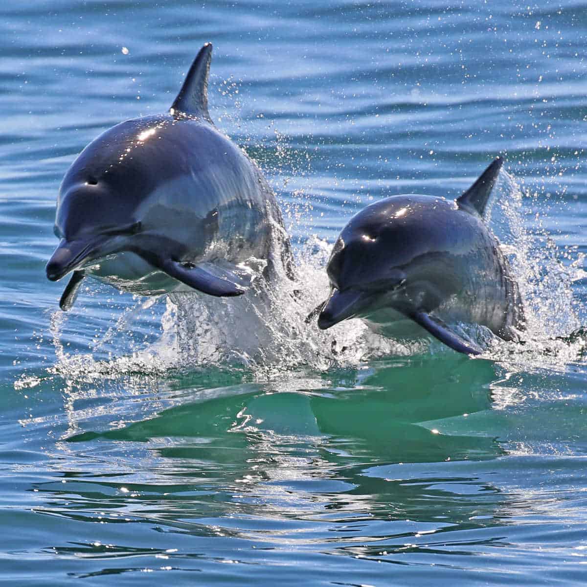 Dolphins in California National Parks - Channel Islands National Park