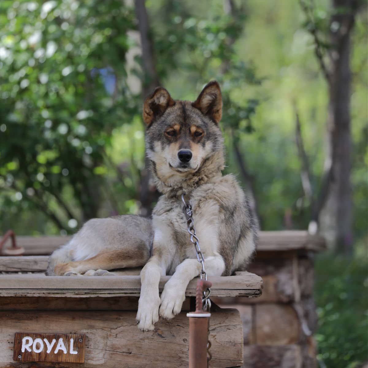 Denali National Park still uses sled dogs in the winter to continue woring in the winter. Photograph of Royal, on of the dogs on the sledding team at Denali and can be seen in ranger programs at Denali