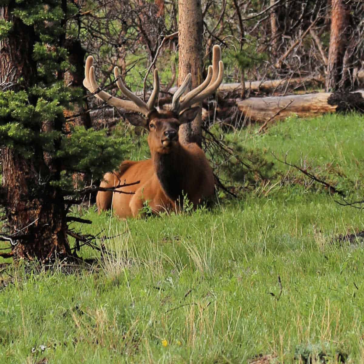 Photo of Rocky Mountain Elk 