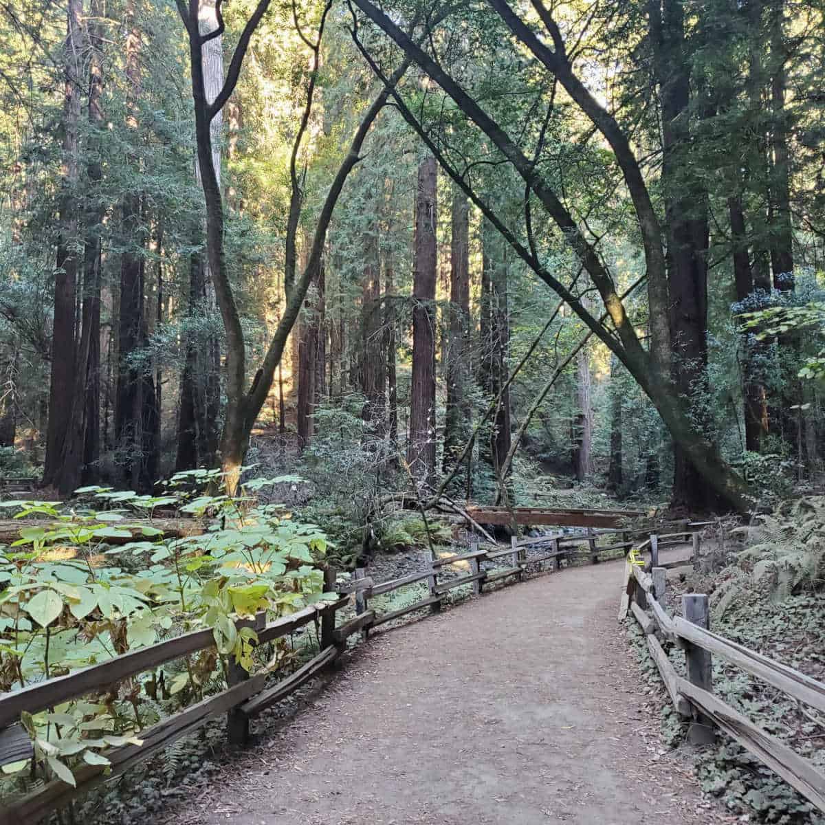 Muir Woods National Monument California