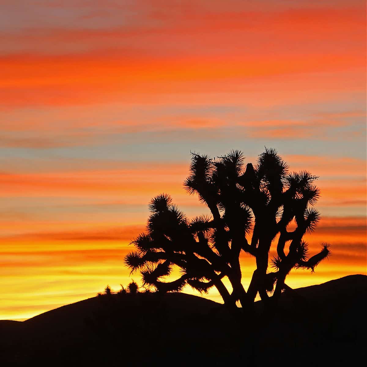 sunset at Joshua Tree National Park California