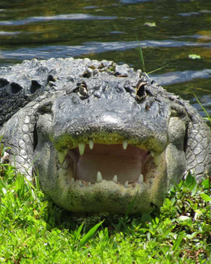 Alligator with its mouth open at Everglades National Park in Florida