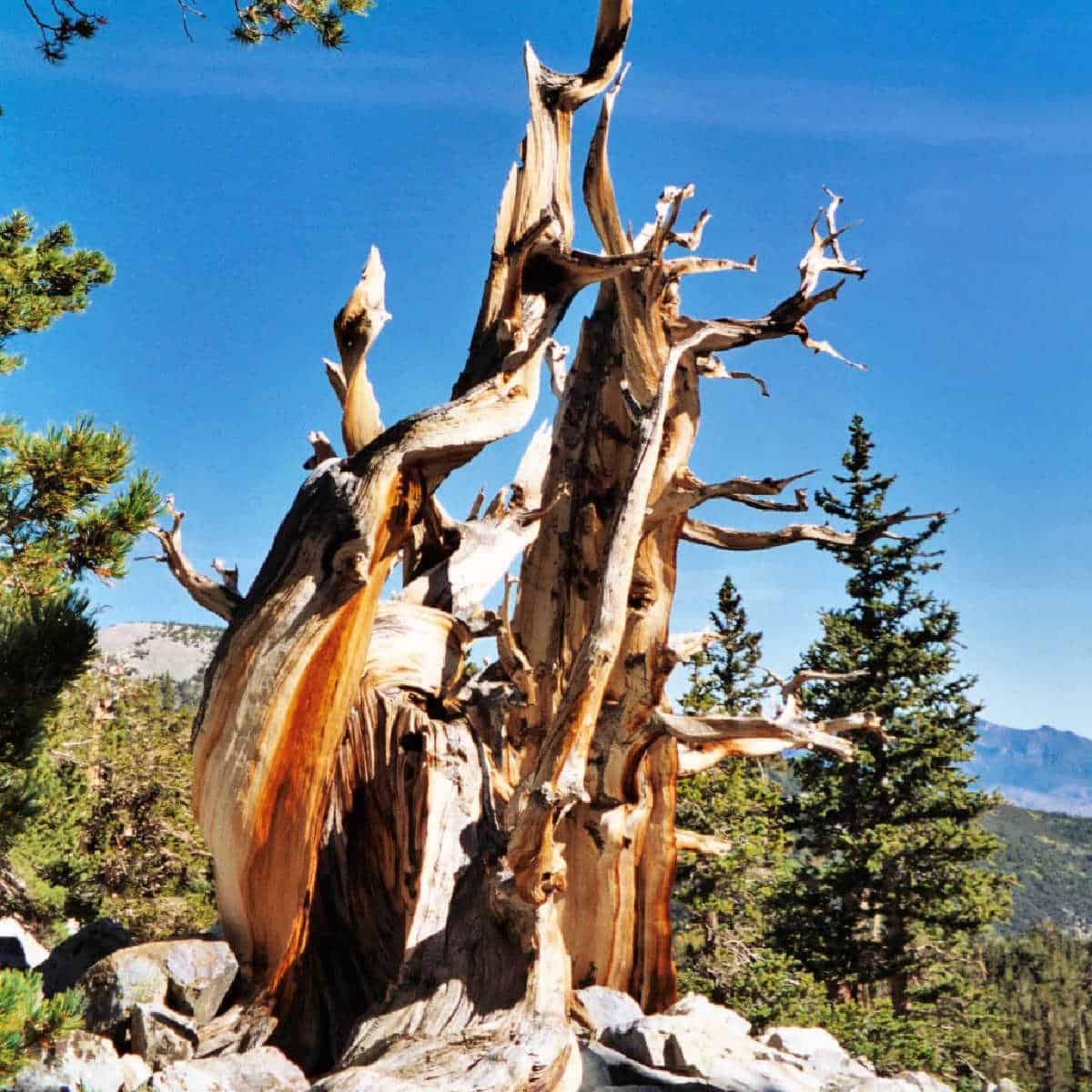 Bristlecone Pine Tree at Great Basin National Park in Nevada