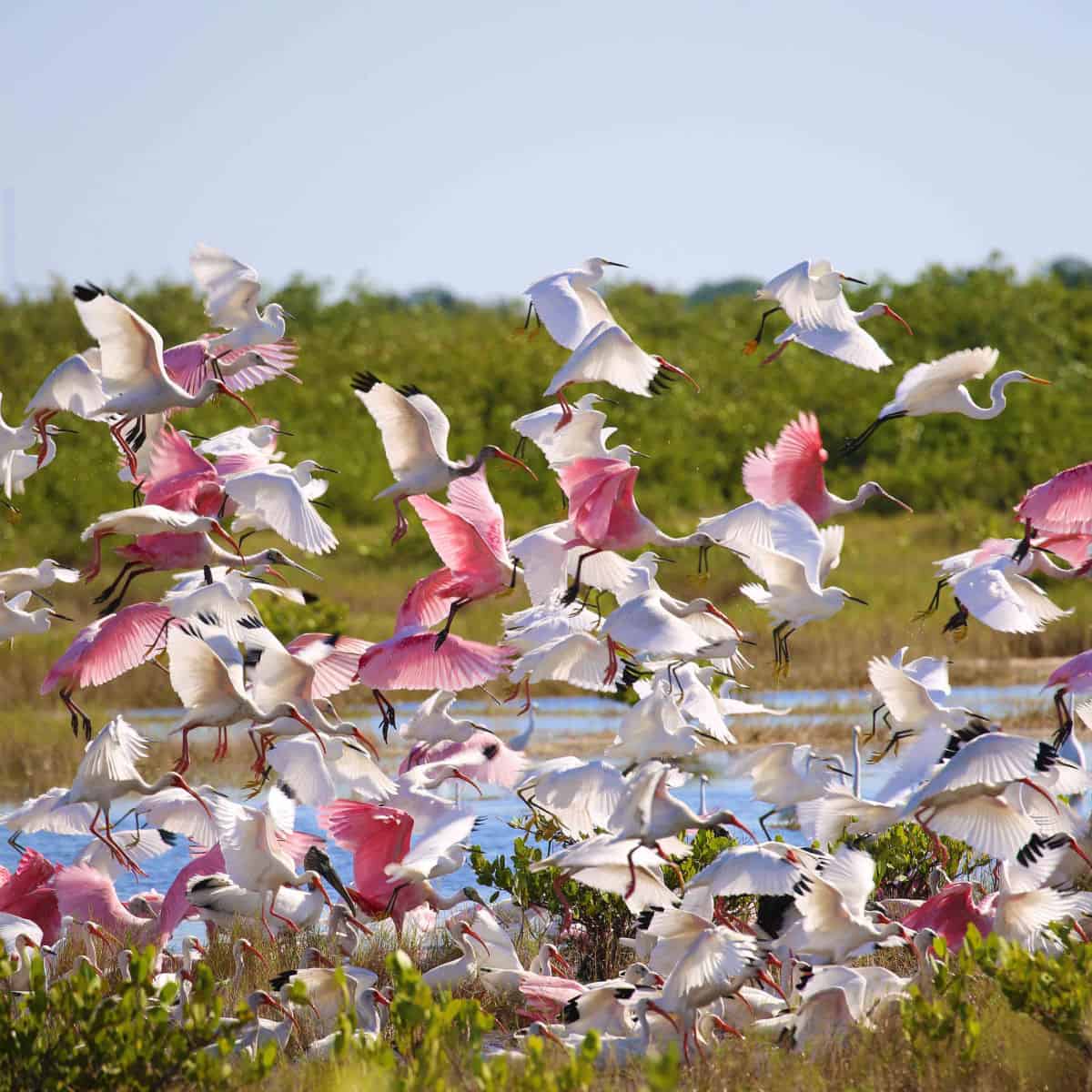 birds flying at Canaveral National Seashore including Ibib, wood stork and roseatte spoonbills