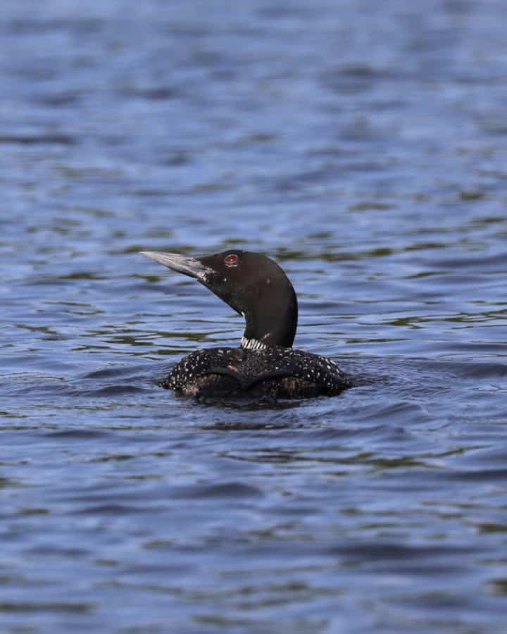 Common Loon at Voyageurs National Park