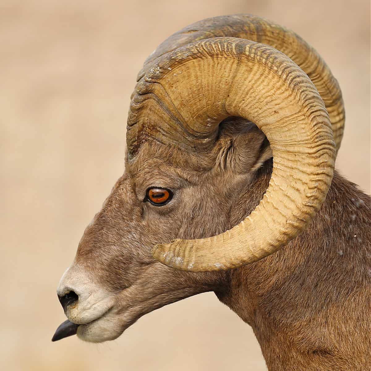 Close up of a Bighorn Sheep' with tongue sticking out at Badlands National Park
