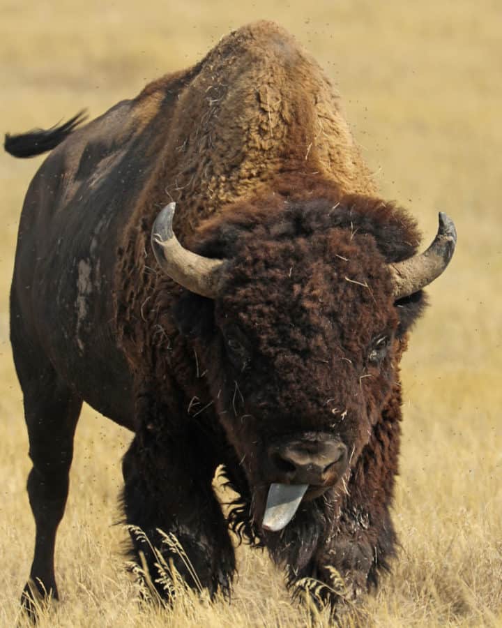 Bison with its tongue sticking out in the grassland prairie of Badlands National Park