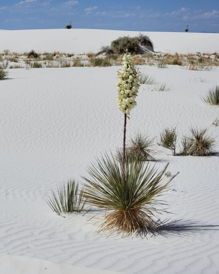 Soaptree Yucca flowering in foreground with white sands in the background at White Sands National Park New Mexico