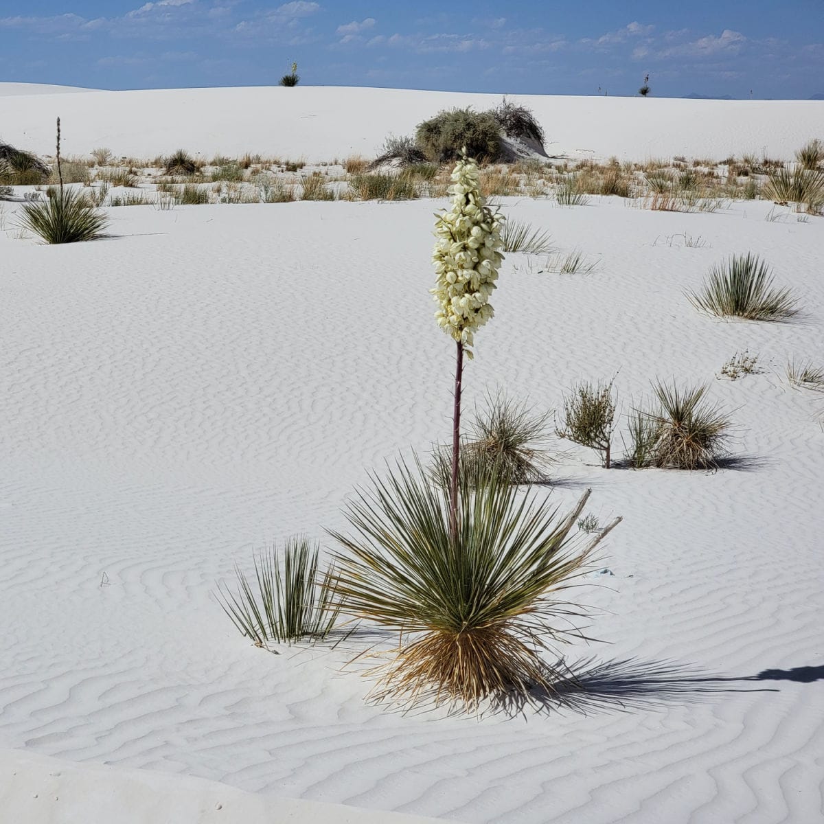 Soaptree Yucca flowering in foreground with white sands in the background at White Sands National Park New Mexico