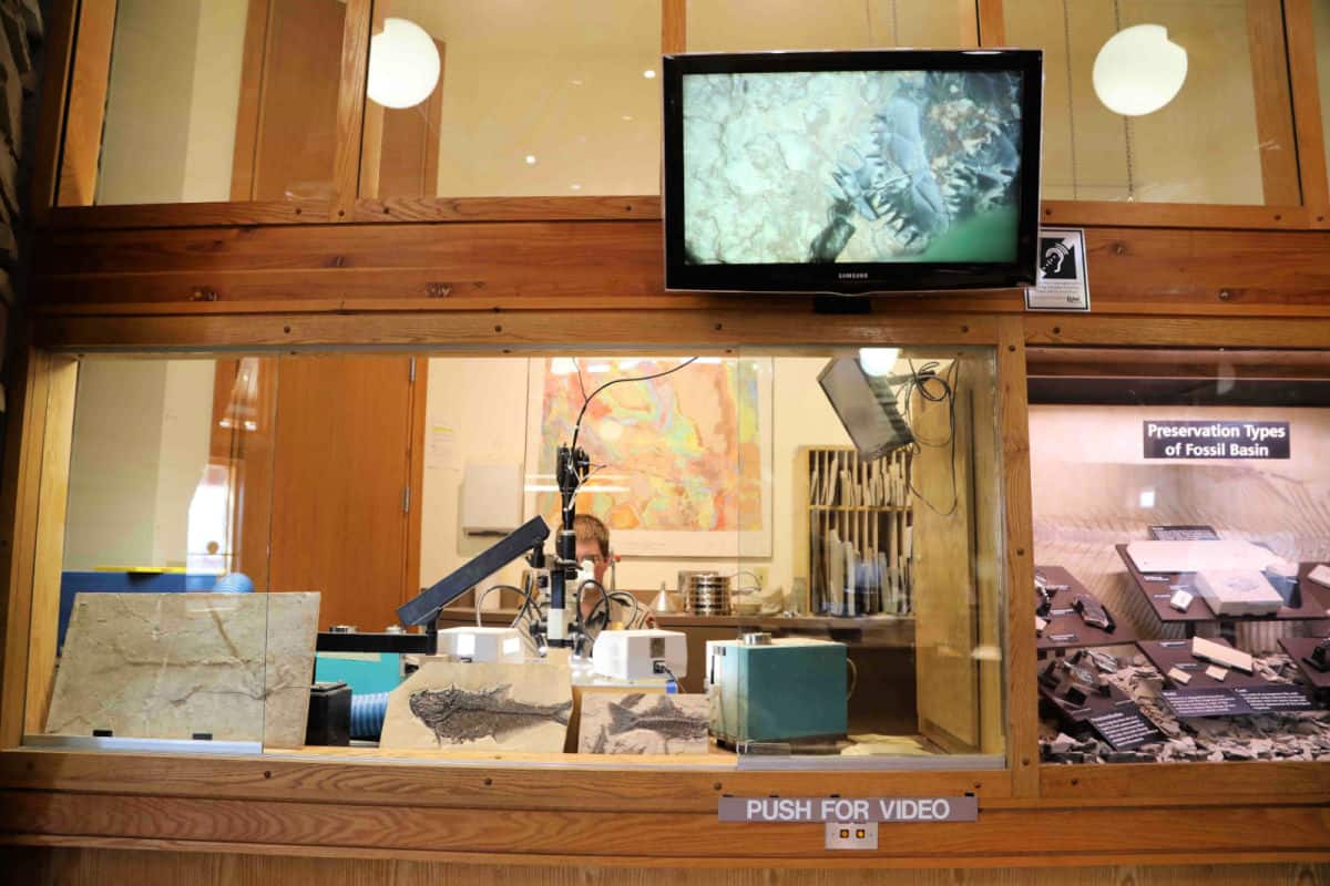 Park Ranger working on a fossil in the Fossil Preparation Lab at Fossil Butte National Monument