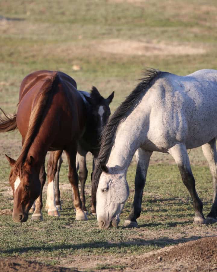 Horses at Theodore Roosevelt National Park North Dakota