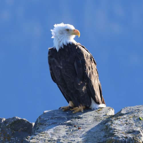Bald Eagle on Kenai Fjords Tour Seward Alaska