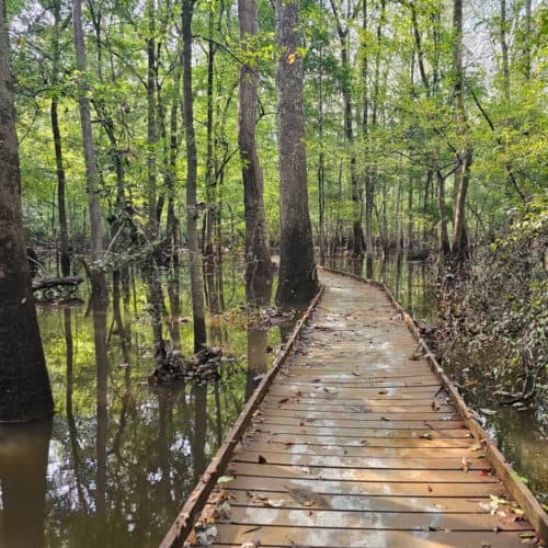 Boardwalk Trail through the swamp with tall trees on either side of the boardwalk