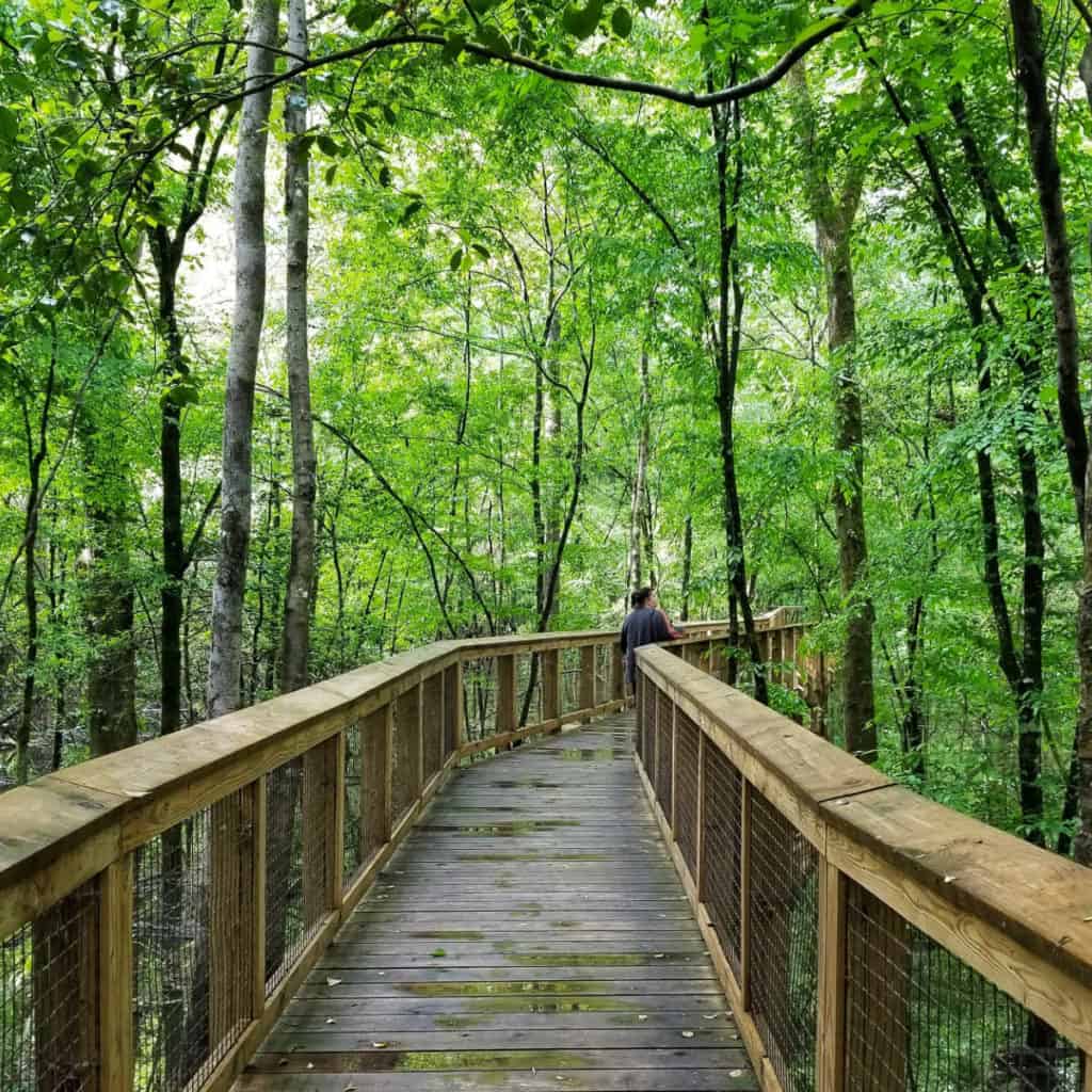 Hiking the Boardwalk Trail in Congaree National Park