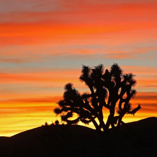 Sunset at Joshua Tree National Park Long Image