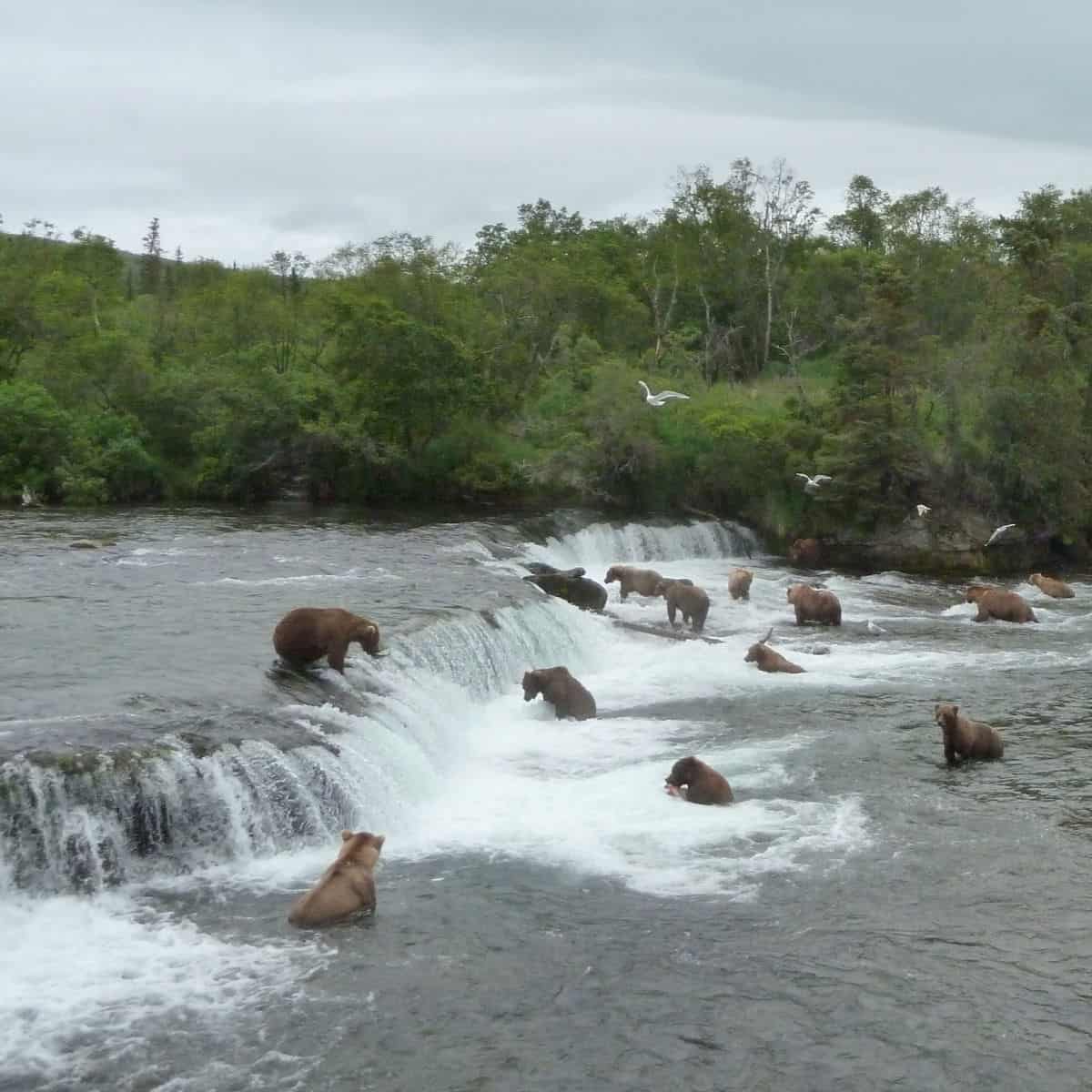 Katmai National Park | Park Ranger John, image size:1200x1200