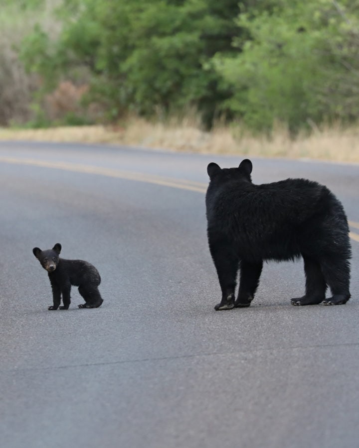 Bears in Big Bend National Park Texas USA