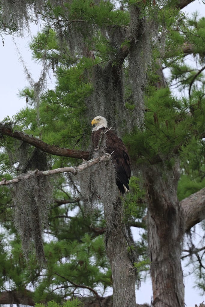 Bald Eagle on Jean Lafitte Swamp Tours