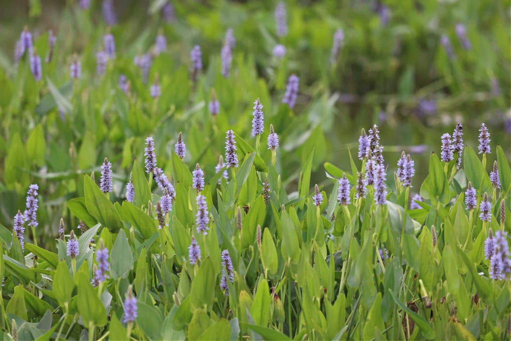Pickerelweed in Jean Lafitte Swamp Tour