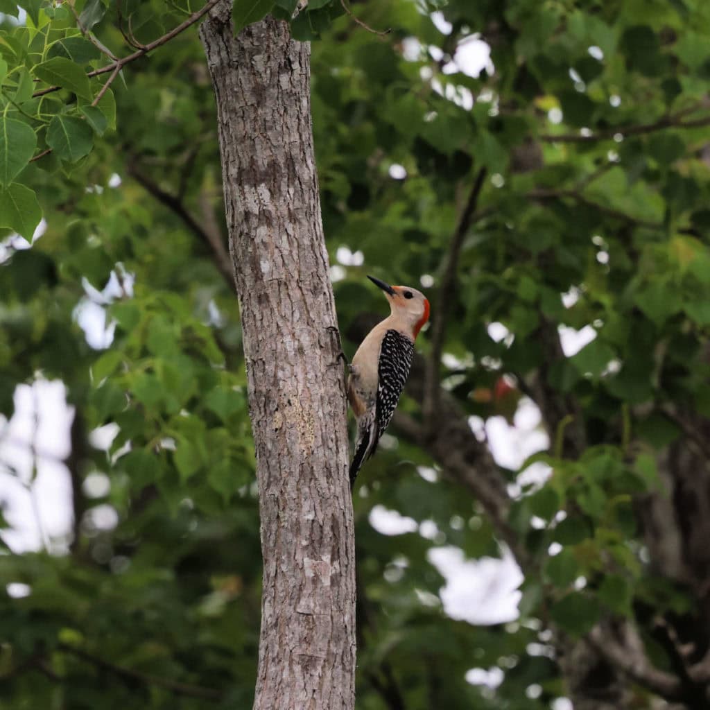 Red Bellied Woodpecker in Tree