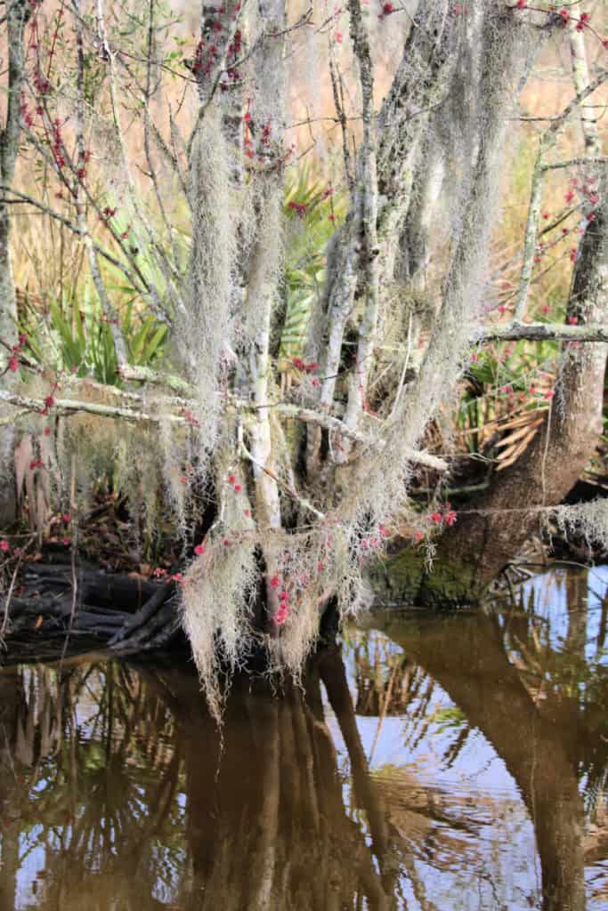 Spanish Moss on tree Jean Lafitte Swamp Tour
