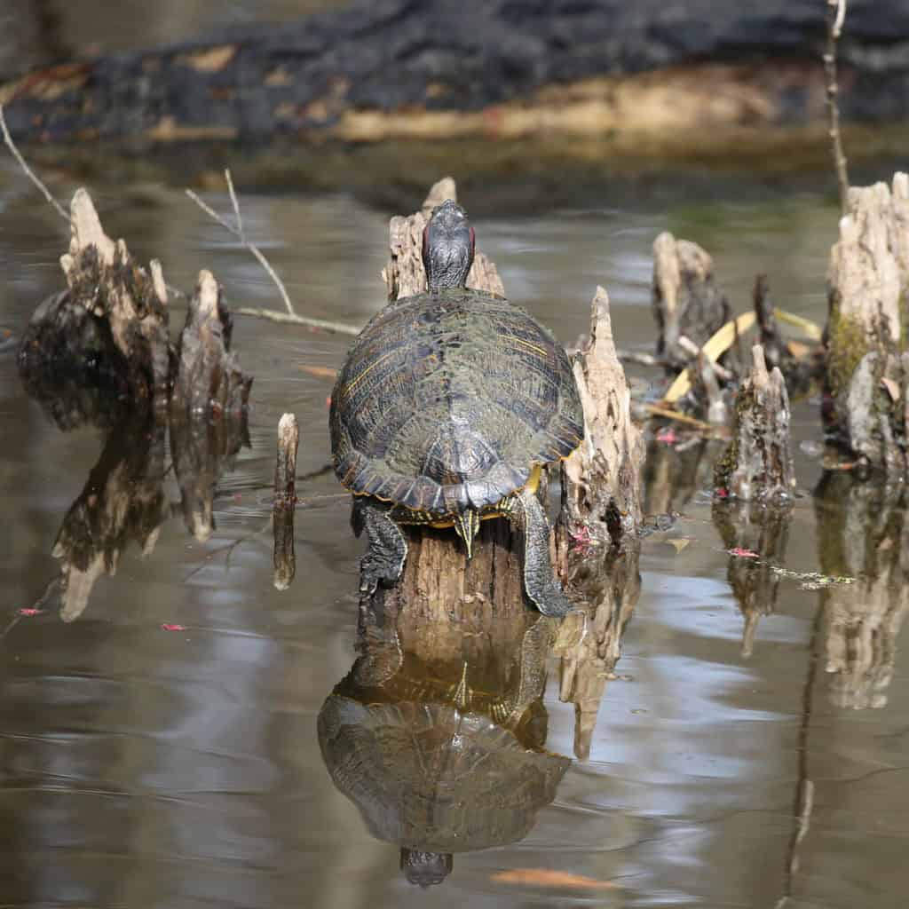 red-eared slider Jean Lafitte Swamp Tour