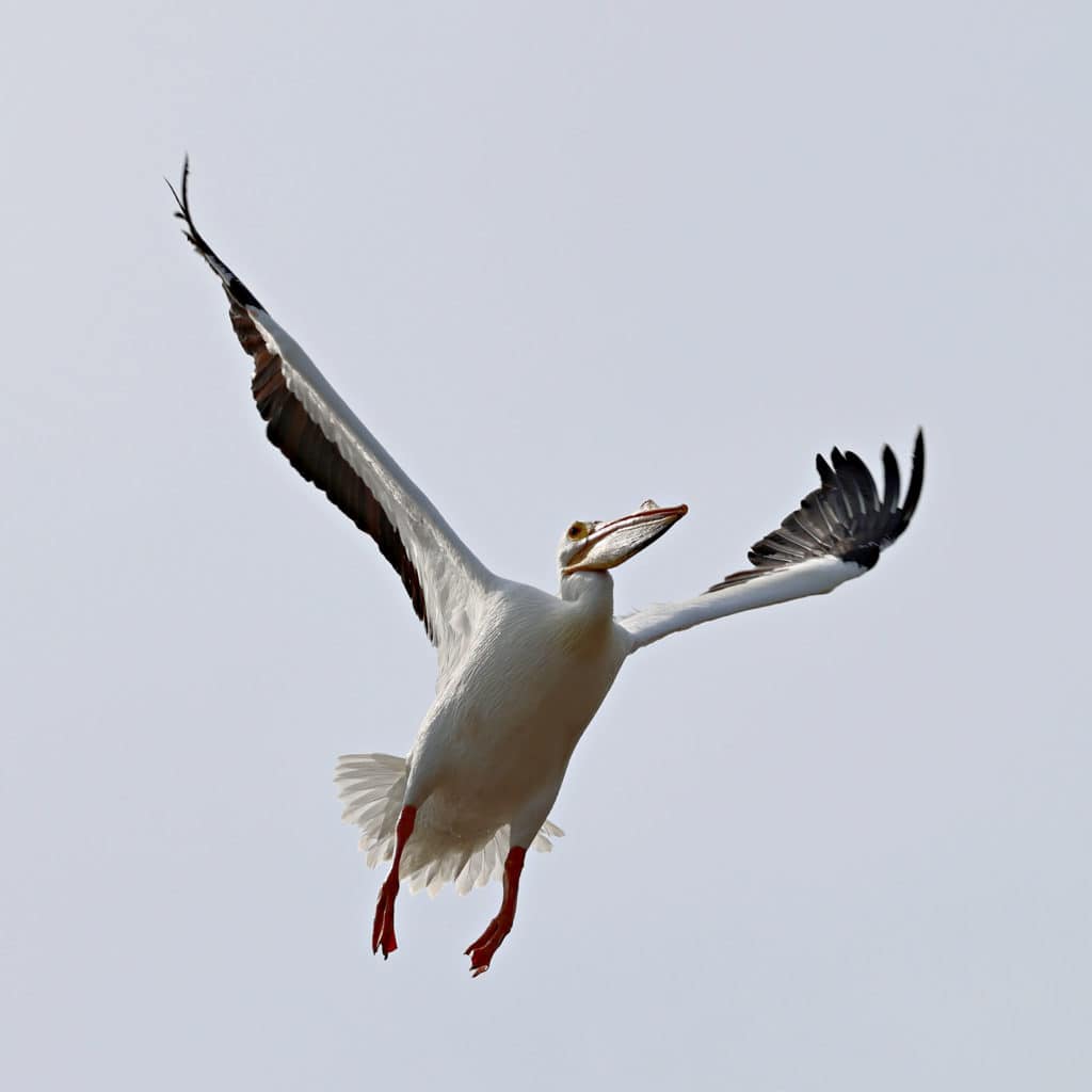 American White Pelican at JN Ding Darling National Wildlife Refuge Florida