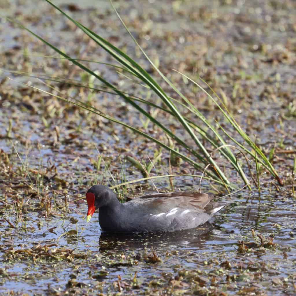 Common Gallinule St Marks National Wildlife Refuge Florida