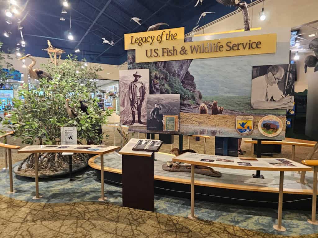 Display with Theodore Roosevelt in the visitor center at JN Ding Darling NWR