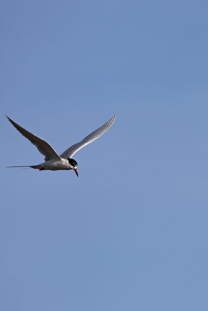 Forster's tern St Marks National Wildlife Refuge