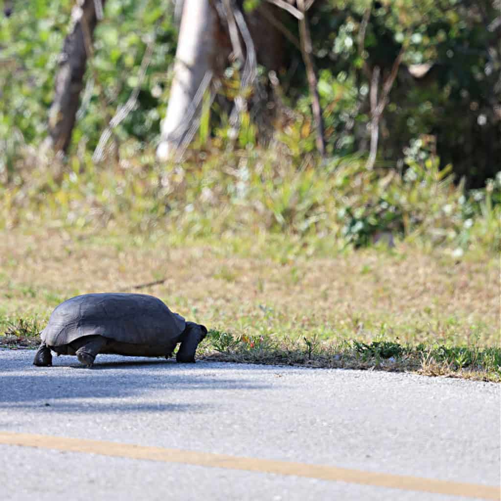 Gopher Tortoise at JN Ding Darling National Wildlife Refuge Florida