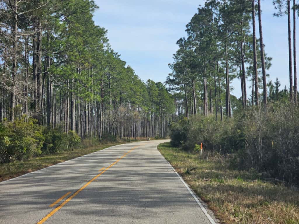 Lighthouse Road at St Marks National Wildlife Refuge