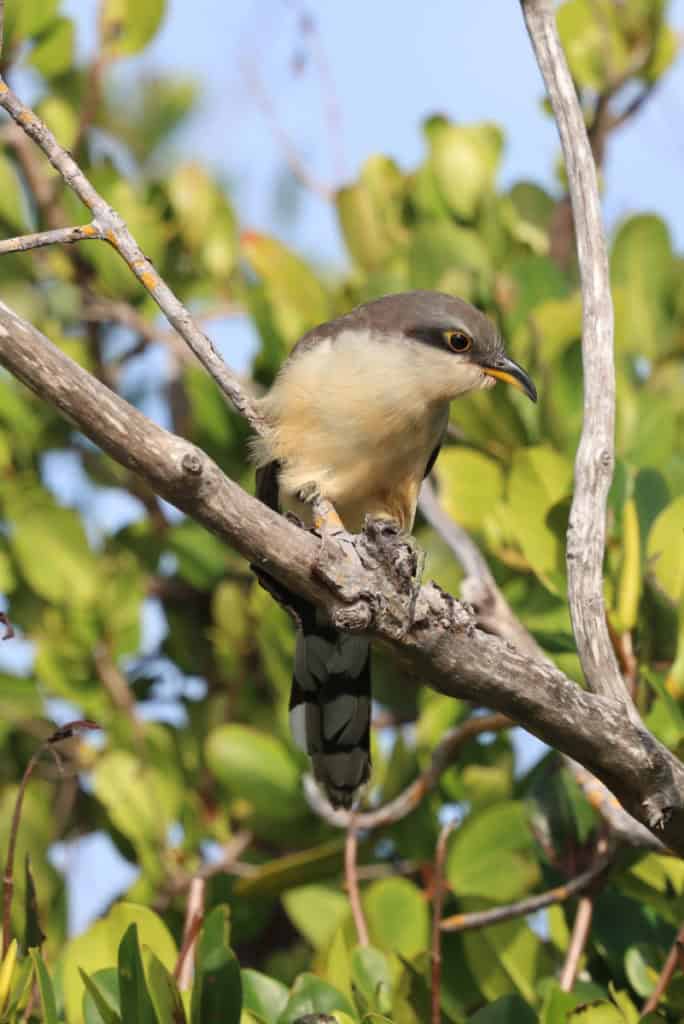 Mangrove Chukoo at JN Ding Darling National Wildlife Refuge Florida