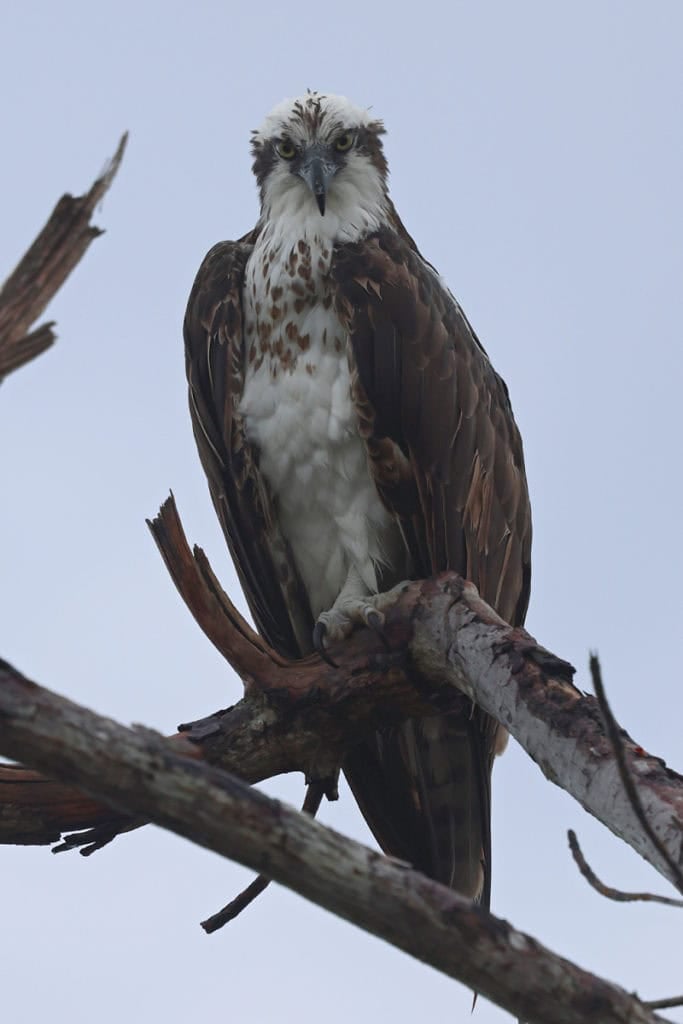 Osprey at JN Ding Darling National Wildlife Refuge Florida