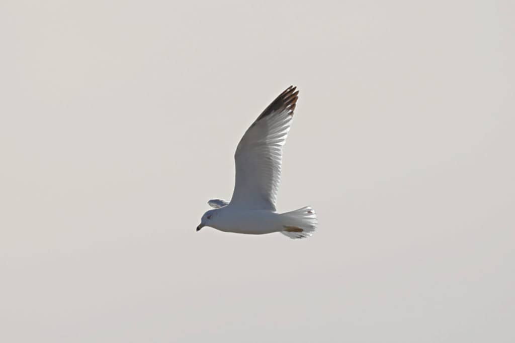 Ring-billed Gull at St Marks National Wildlife Refuge